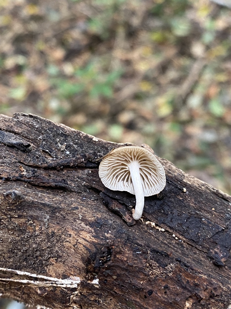 Collybiopsis subpruinosa · November 2025 · photo: © tutitah (iNaturalist, cc0)