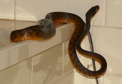 Brown Tree Snake sighting