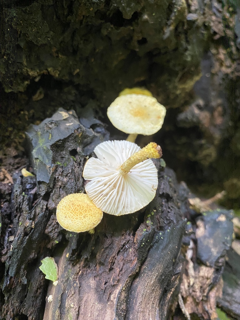 Cyptotrama asprata · November 2025 · photo: © tutitah (iNaturalist, cc0)