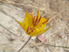 Calochortus weedii weedii