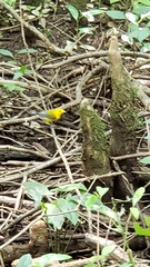 Protonotaria citrea