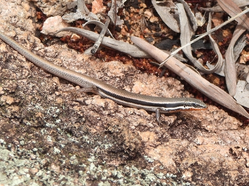 Eastern Firetail Skink