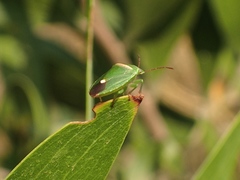 Ocirrhoe unimaculata