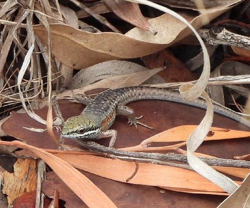 Shaded-litter Rainbow Skink