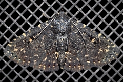 Metalectra tantillus