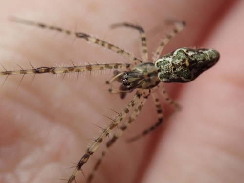 Tetragnatha quasimodo observed 2025-11-06
