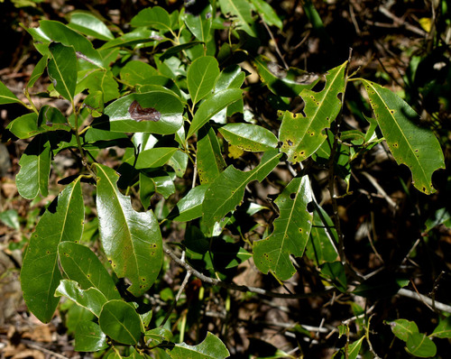 Litsea fawcettiana observed 2025-08-26
