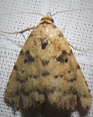 Arugisa latiorella