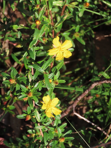 Blue Mountains Guinea Flower (Hibbertia bracteata)
