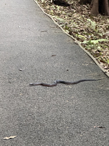 Red-bellied Black Snake sighting