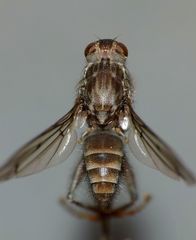 Maorimyia bipunctata