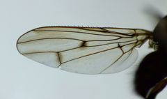 Maorimyia bipunctata