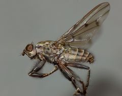 Maorimyia bipunctata