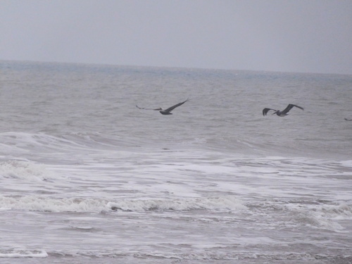 Brown Pelican