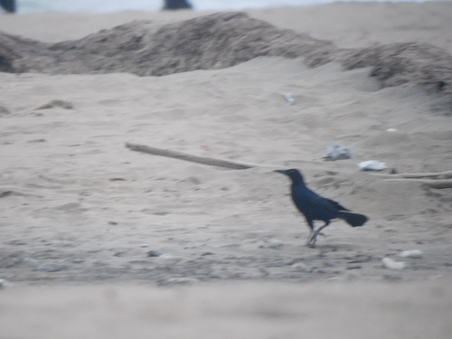 Great-tailed Grackle