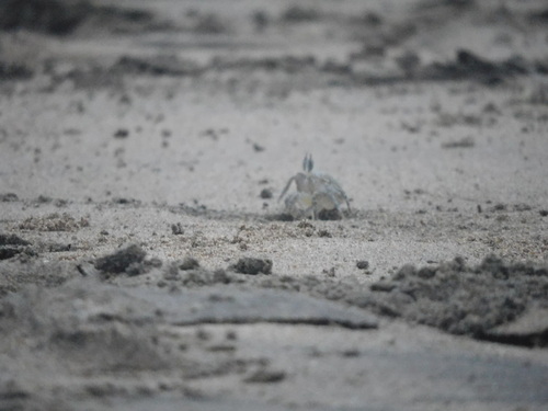 Painted Ghost Crab