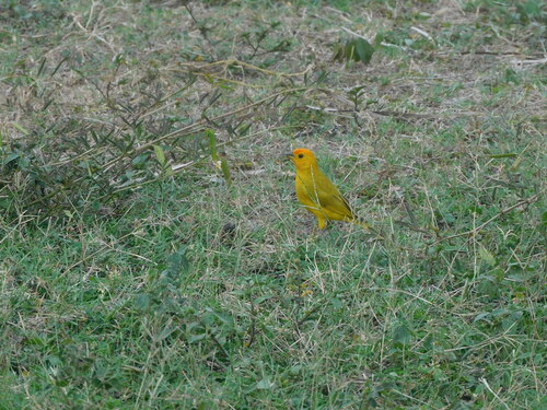 Saffron Finch