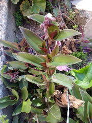 Tradescantia cerinthoides