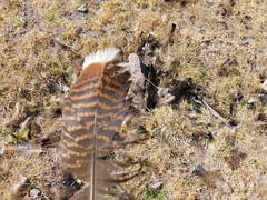 Meleagris gallopavo mexicana