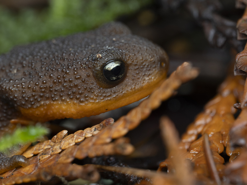 Rough-skinned Newt