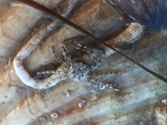 Pisidia