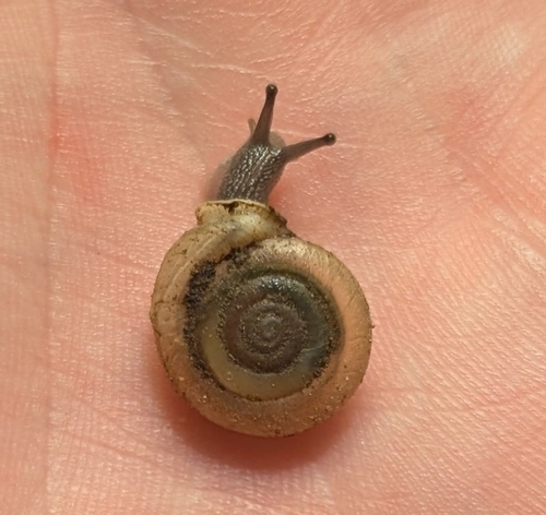 Boulder Canyon Woodlandsnail