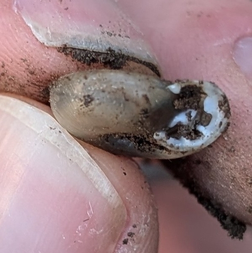 Boulder Canyon Woodlandsnail