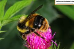 Bombus ganjsuensis