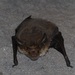 Gould's Long-eared Bat - Photo (c) Daniel Kurek, some rights reserved (CC BY-NC), uploaded by Daniel Kurek