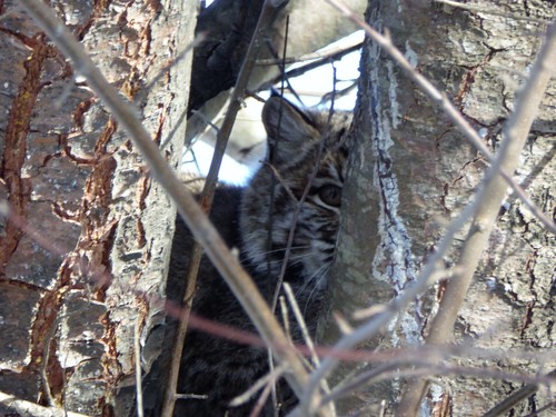 Bobcat photographed in New Hampshire