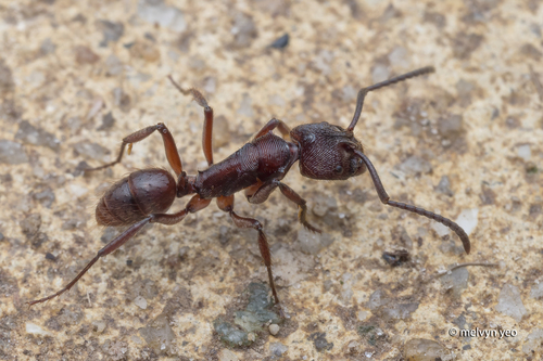 横纹齿猛蚁Odontoponera transversa