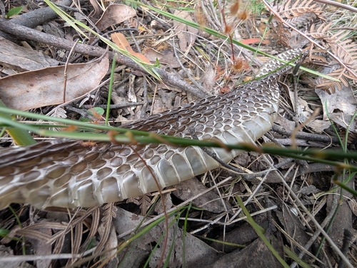 Tiger Snake sighting