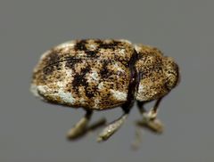 Storeus albosignatus