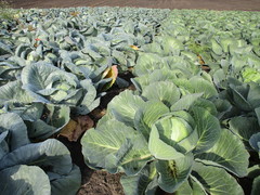 Brassica oleracea capitata