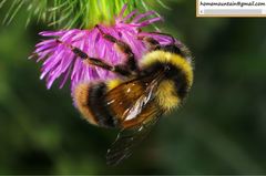 Bombus ganjsuensis