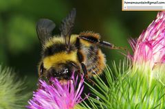 Bombus ganjsuensis