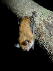 Myotis bocagii