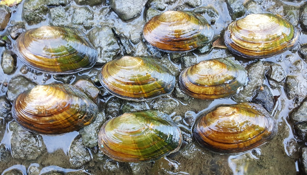 Unionoidea