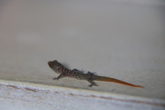 Sphaerodactylus sputator