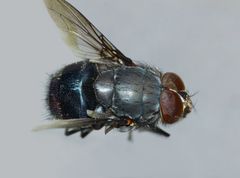 Calliphora quadrimaculata