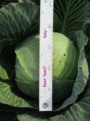 Brassica oleracea capitata