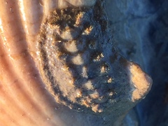 Acanthochitona fascicularis