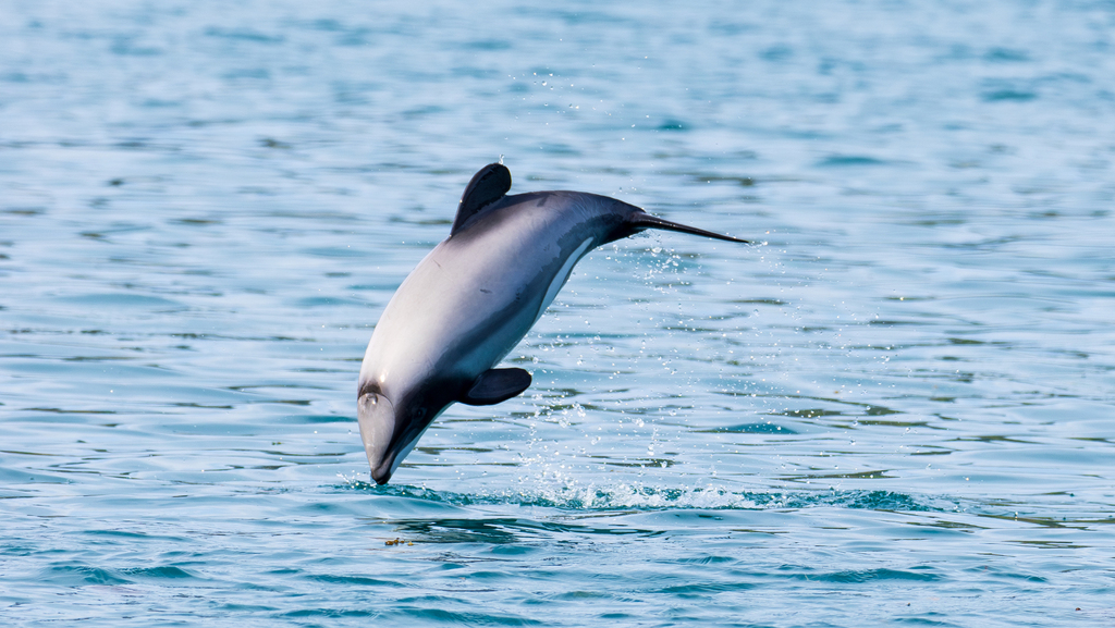 Hector's dolphin leaping head-down above blue water, showing its rounded dorsal fin and pale underside