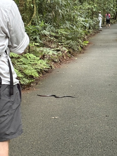 Red-bellied Black Snake sighting