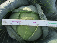 Brassica oleracea capitata