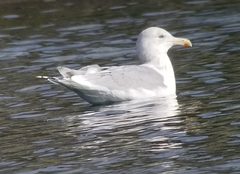 Larus glaucoides thayeri
