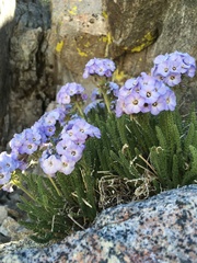 Polemonium eximium