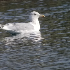 Larus glaucoides thayeri
