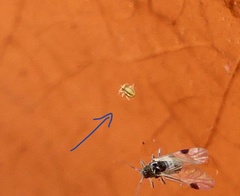 Sminthurinus elegans