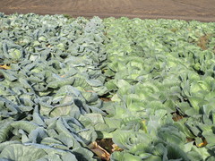 Brassica oleracea capitata